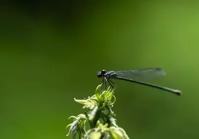 Vibrant Summer Scene: Tiny Dragonfly on Green Plant