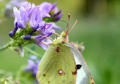 Vibrant Yellow Butterfly Gracing Delicate Purple Wildflowers