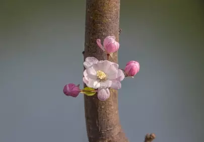 Exquisite Peach Blossoms: A Macro of Spring's Delicate Beauty