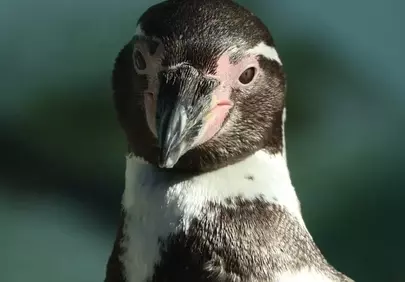 Striking Portrait of a Humboldt Penguin in Detail