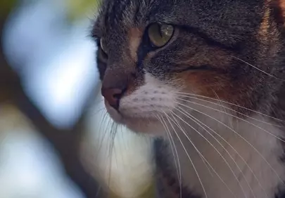 Enchanting Gaze: A Curious Cat's Outdoor Portrait