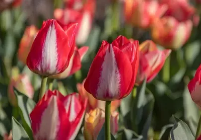 Vibrant Red and White Tulips Blooming in Spring Garden