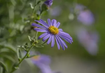 Vibrant Purple Aster Bloom in Summer Garden