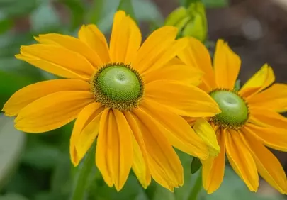 Vibrant Rudbeckia Blooms: Nature's Golden Embrace