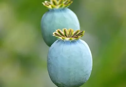 Vibrant Poppy Seed Pods: Nature's Summer Treasure