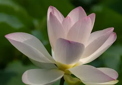 Stunning Pink Lotus: Serene Bloom in Nature's Embrace