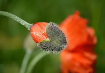 Vibrant Poppy Bud: Nature's Springtime Awakening in Macro