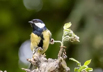 Vibrant Great Tit Perched: A Glimpse of Wild Nature