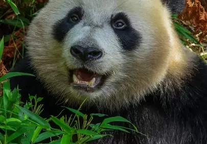 Charming Giant Panda: A Majestic Gaze in Lush Nature