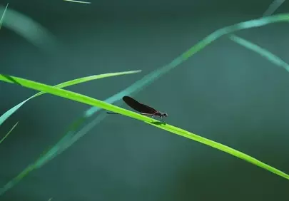 Vibrant Dragonfly Perched on Lush Green Grass Blade