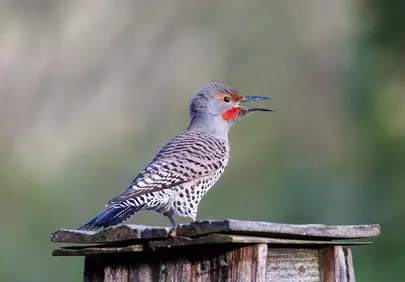 Vibrant Northern Flicker Perched: A Glimpse of Spring Wildlife