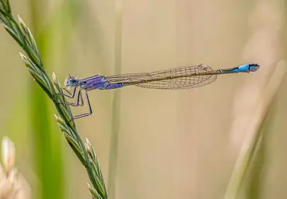 Vibrant Macro: Azure Dragonfly Clings to a Blade of Grass