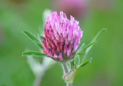 Vibrant Red Clover Blossom: Nature's Summer Charm