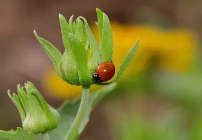 Vibrant Red Ladybug Perched on a Budding Green Flower