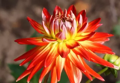 Vibrant Orange Dahlia: A Stunning Summer Bloom