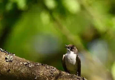 Charming Songbird Serenade in a Lush Green Spring Canopy