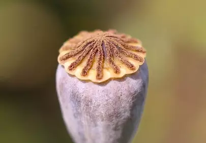 Intricate Macro: Detailed Poppy Capsule in Nature's Embrace