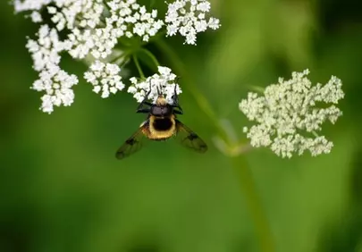 Vibrant Forest Hoverfly on Ground Elder: Nature's Intricate Beauty