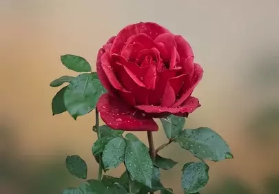 Vibrant Red Rose Adorned with Morning Dewdrops in a Serene Garden