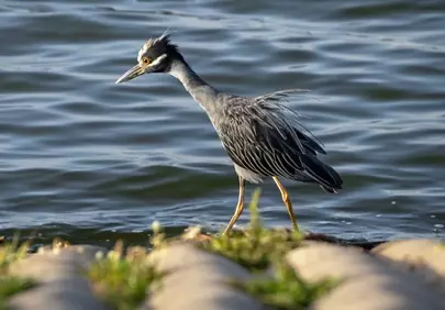 Majestic Yellow-Crowned Night Heron by the Water's Edge