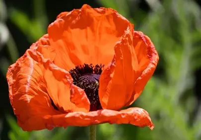 Vibrant Orange Poppy: A Detailed Summer Bloom