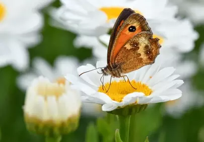 Stunning Macro: Butterfly on Daisy in Summer