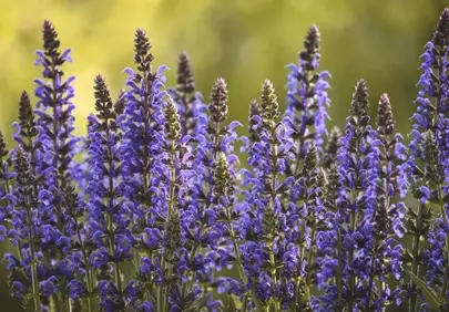 Vibrant Blue Salvia Blooms: A Summer Garden's Delight
