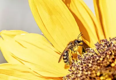 Vibrant Sunflower Macro: Bee Pollination Close-Up