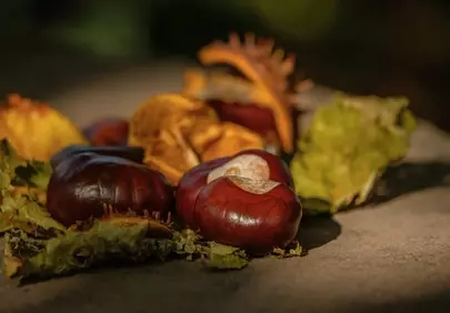 Vibrant Autumn Chestnuts: Nature's Warm Embrace