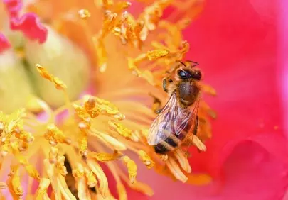 Vibrant Peony Pollination: A Bee's Macro Journey