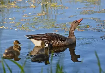 Charming Greylag Goose with Adorable Day-Old Chicks
