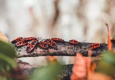 Vibrant Firebugs: A Striking Autumn Colony on a Branch