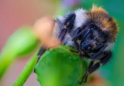 Vibrant Macro: Bumblebee's Nectar Quest on Green Bloom
