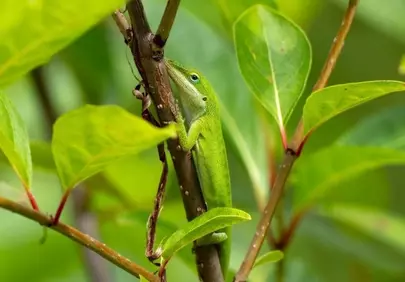 Vibrant Green Basilisk: Master of Camouflage in Nature