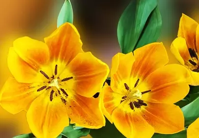 Vibrant Yellow Tulips: A Burst of Springtime Radiance