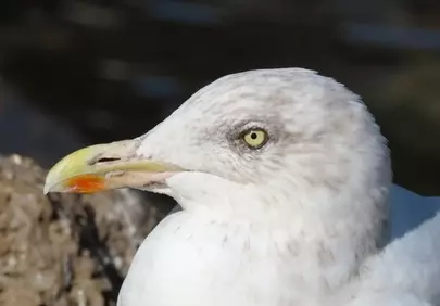 Stunning Seabird Profile: A Glimpse into Coastal Majesty