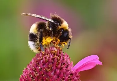 Vibrant Macro: Busy Bumblebee Pollinating Pink Echinacea