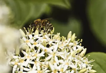 Vibrant Pollination: Bee Captures Nectar on White Spring Flowers