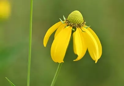 Vibrant Yellow Rudbeckia Blooms in Summer Garden Macro