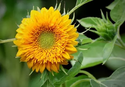 Vibrant Summer Delight: Dazzling Yellow Sunflower in Bloom