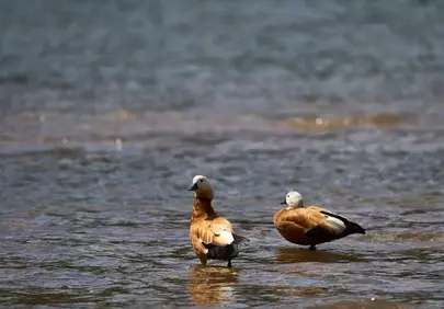 Serene Wildlife: Ducks Bathing in Tranquil Waters