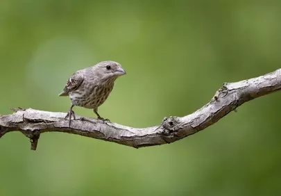 Captivating Female House Finch on Branch