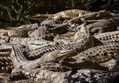 Basking Colony: Crocodile Gathering in Australian Wetlands