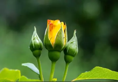 Vibrant Yellow Rose Buds Blooming in a Serene Garden