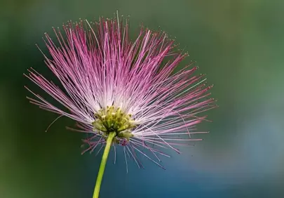 Exotic Pink Mimosa Blossom: Delicate Summer Flora