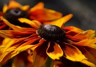 Vibrant Sun-Kissed Coneflower: Golden Petals Aglow