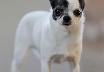Charming Chihuahua Puppy: Adorable Black and White Companion Portrait