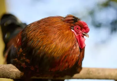 Vibrant Rooster Profile: A Flash of Farmyard Splendor