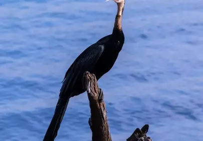 Majestic Cormorant's Call: Wild Bird Perched by Tranquil Waters