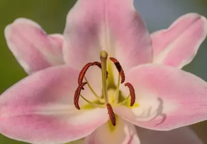 Stunning Pink Lily: Macro Detail of Nature's Pollination Art